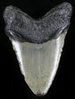 Megalodon Tooth - North Carolina #29233-2